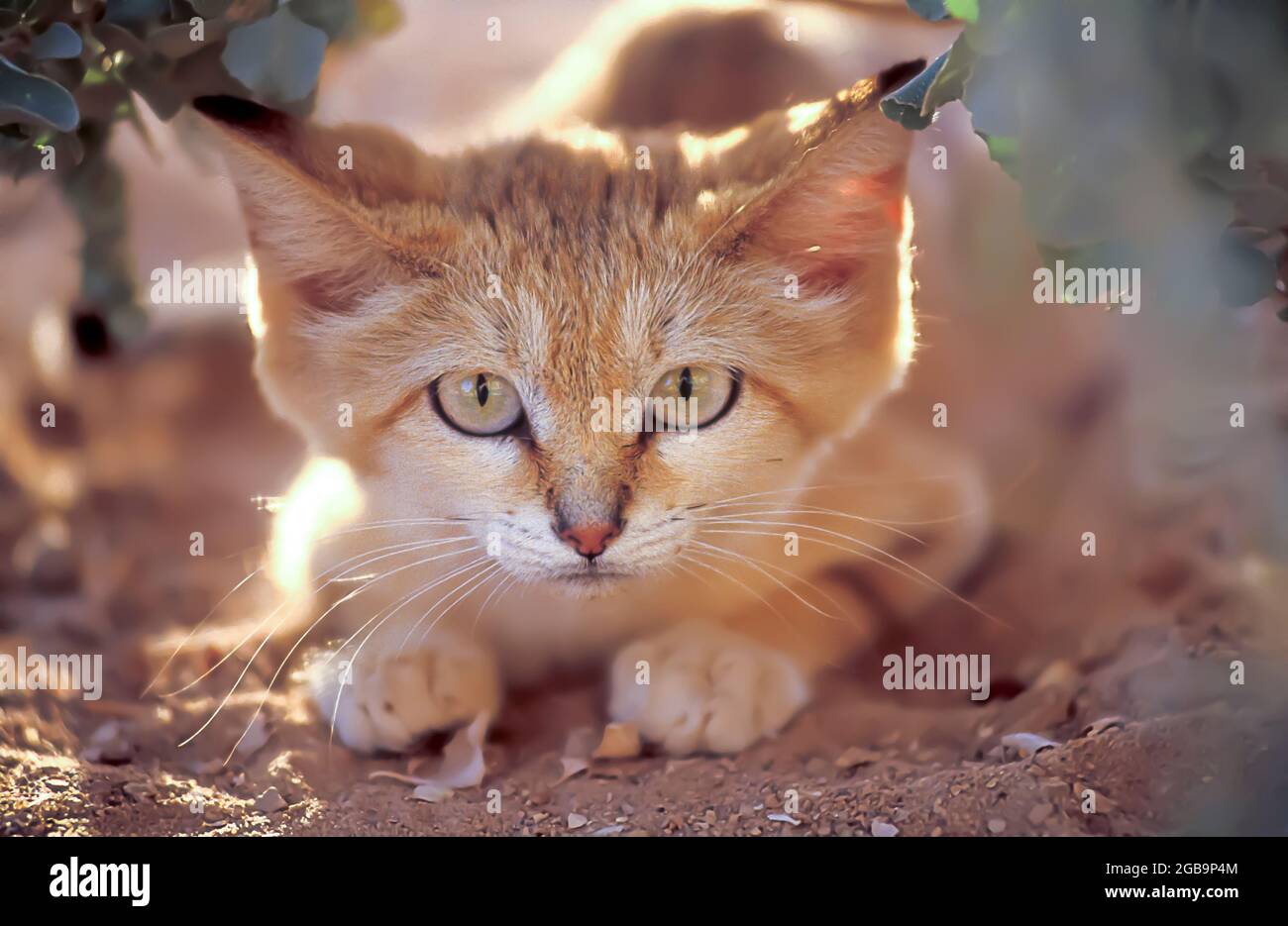 Sand cats felis margarita hires stock photography and images Alamy