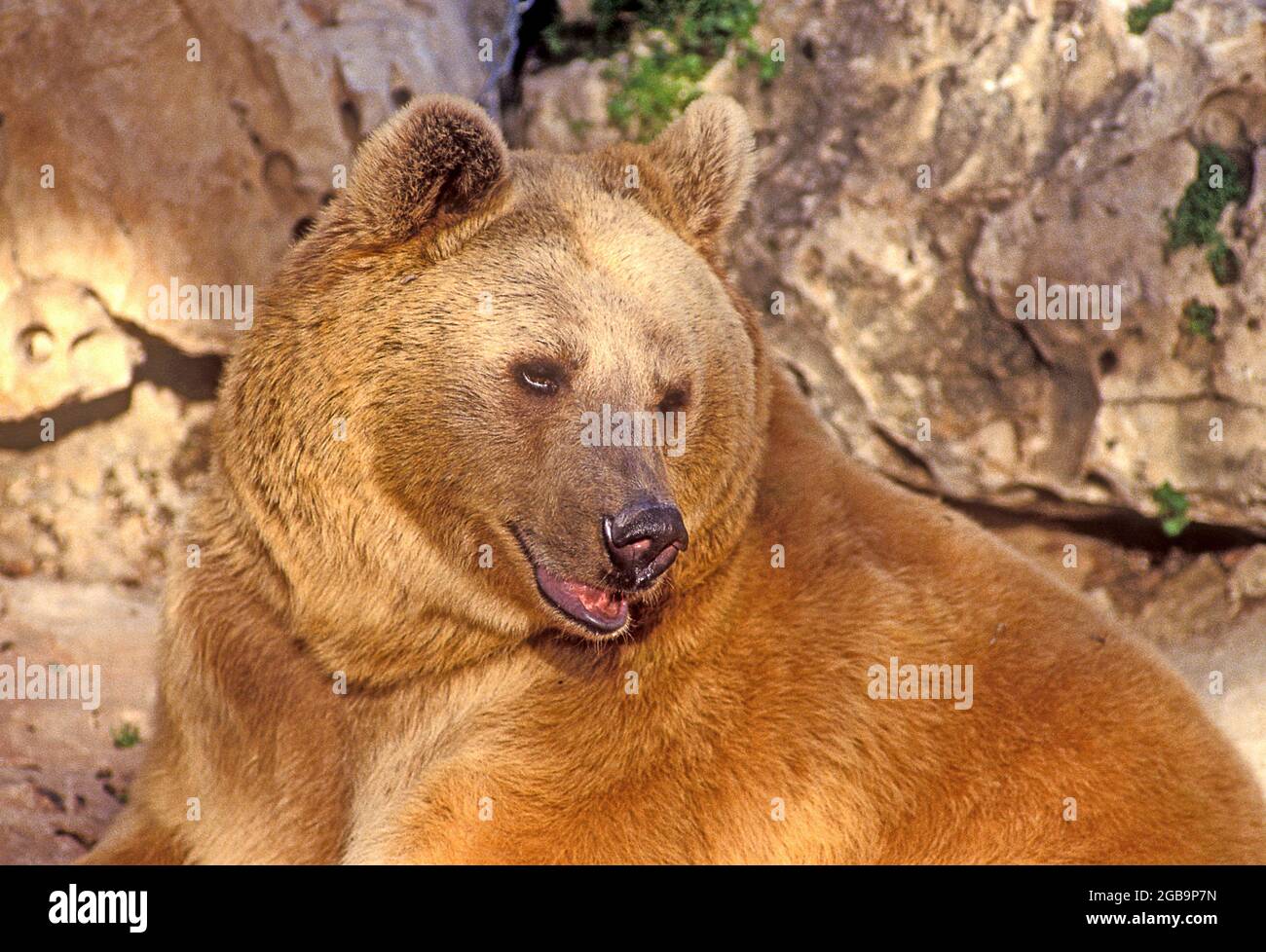 The Syrian brown bear (Ursus arctos syriacus or Ursus arctos arctos) is a relatively small subspecies of brown bear native to the Middle East and the Stock Photo
