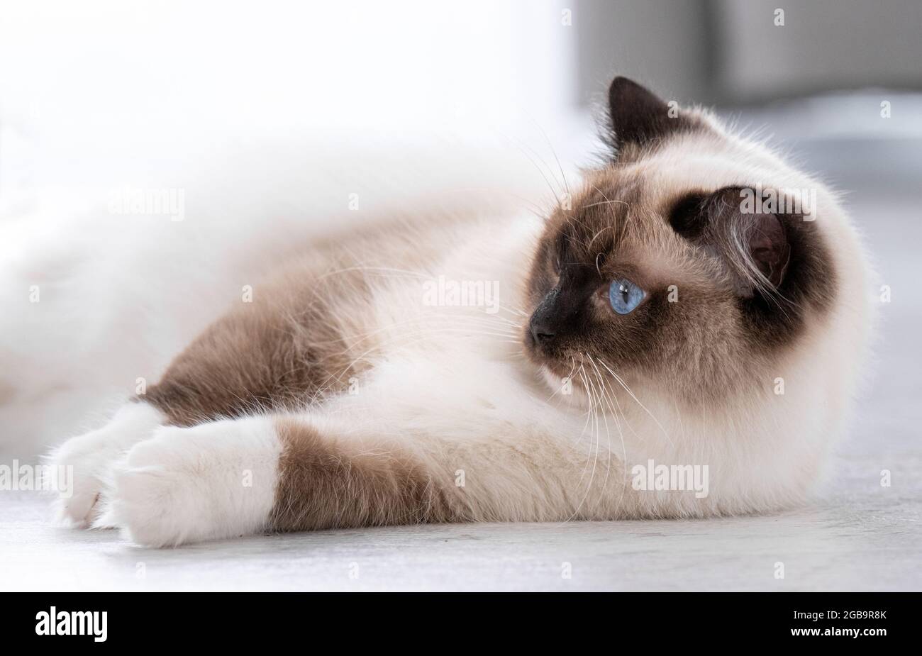 Adorable ragdoll cat with beautiful blue eyes lying on the floor at home and looking back