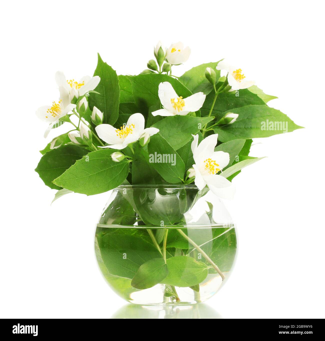 beautiful jasmine flowers in vase isolated on white Stock Photo Alamy