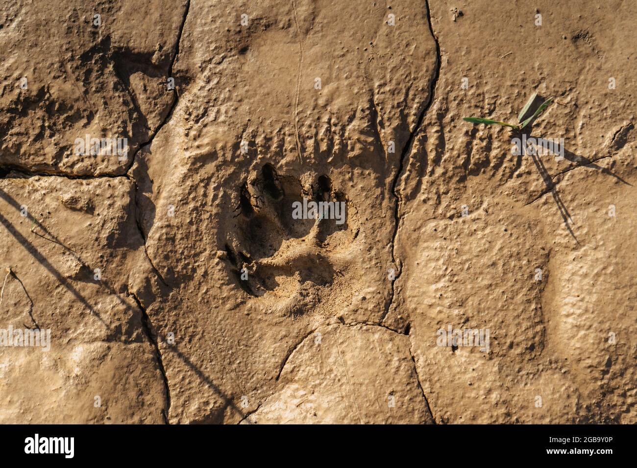 Muddy dog single paw print with copy space. Animal footprints background. Rainy Dirty wet