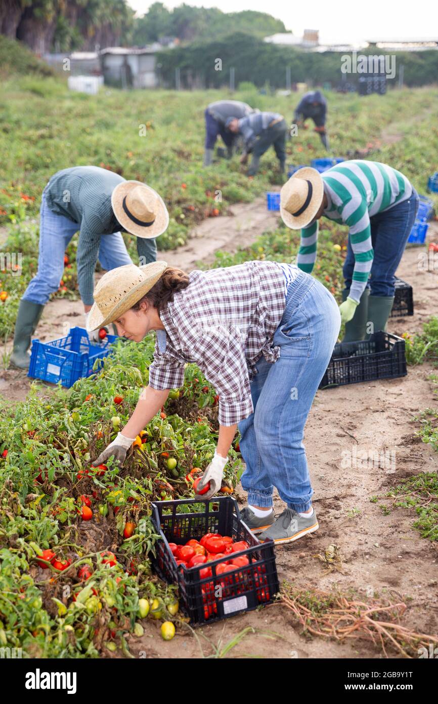 Farmer female cultivating tomatoes hi-res stock photography and images ...