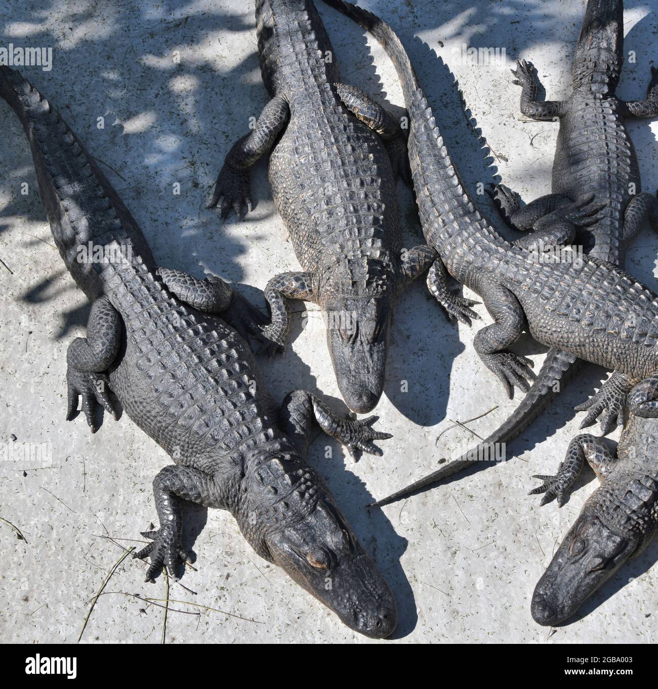 A number of alligators sunning themselves at the birding and nature center and alligator sanctuary, on South Padre Island, Texas U.S.A.. Stock Photo