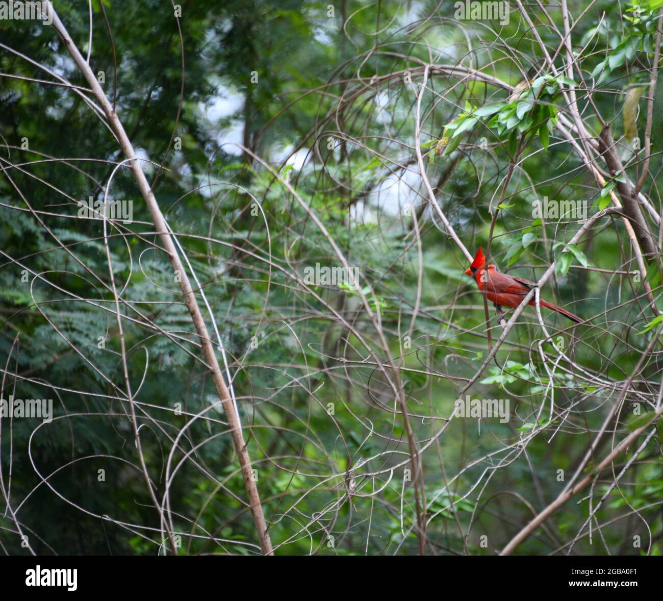 A red cardinal perched on a branch in the woods of Bentsen-Rio Grande Valley State Park, in South Texas, U.S.A.. Stock Photo