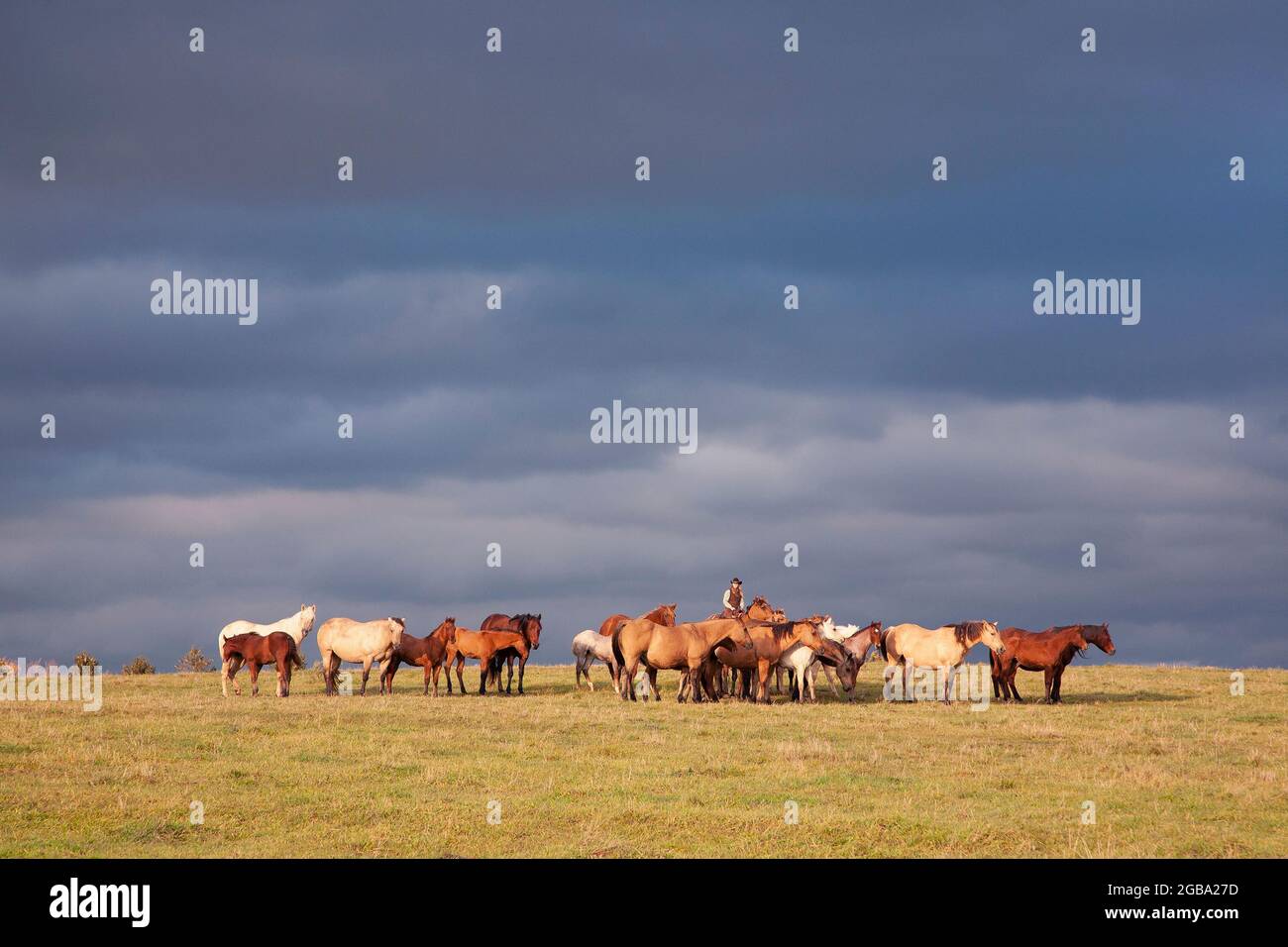 Woman riding with a herd of quarter horses outdoors in pasture on a working ranch Stock Photo