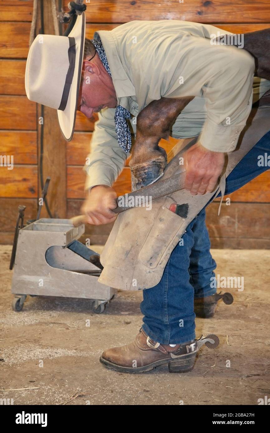 Professional horseman in a barn finishing a horseshoeing job by rasping