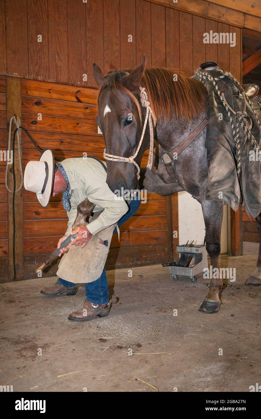 Professional horseman in a stable rasping a horseshoe and hoof during