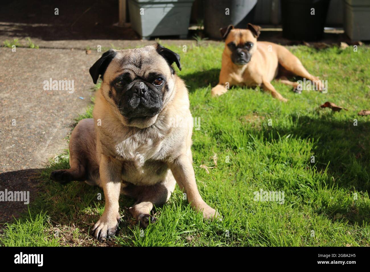 Can You Train Two Dogs Together