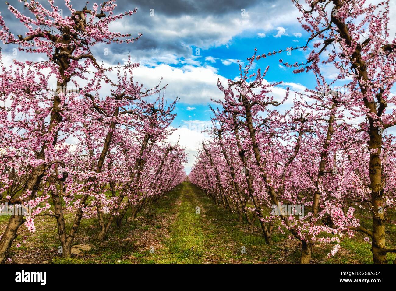Spring orchard hi-res stock photography and images - Alamy
