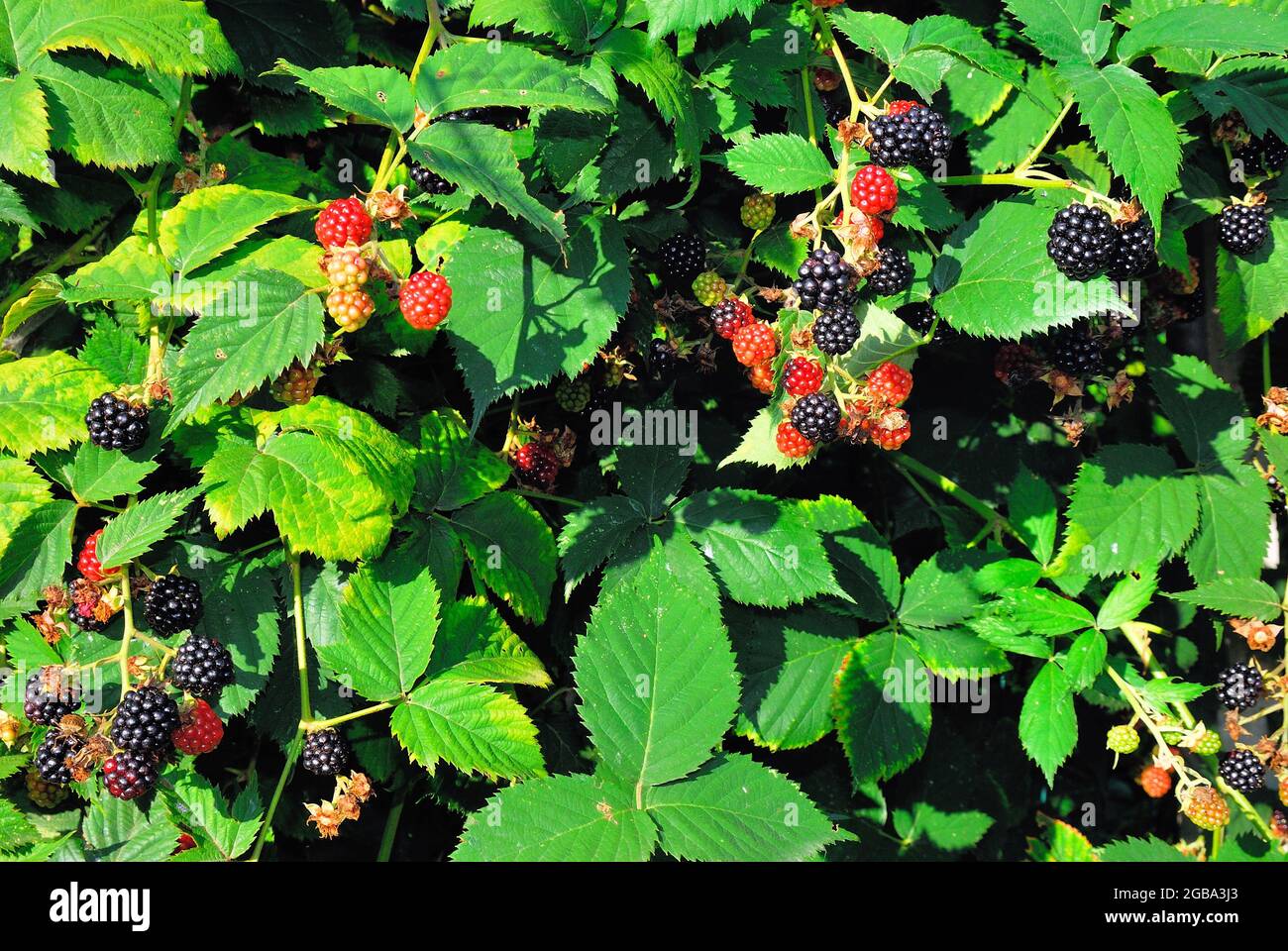 The blackberry is an edible fruit produced by many species in the genus Rubus in the family Rosaceae, Stock Photo