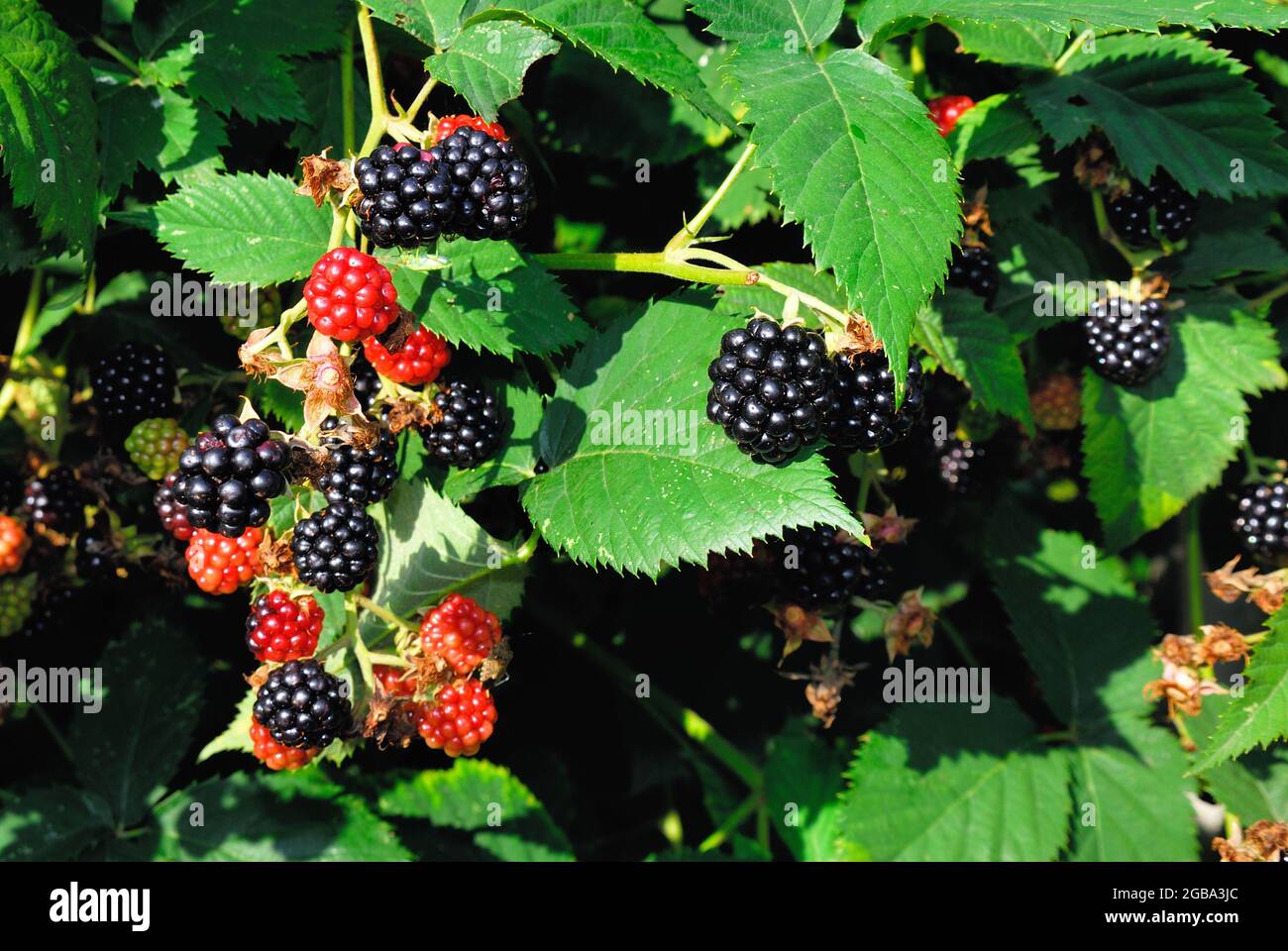 The blackberry is an edible fruit produced by many species in the genus Rubus in the family Rosaceae, Stock Photo