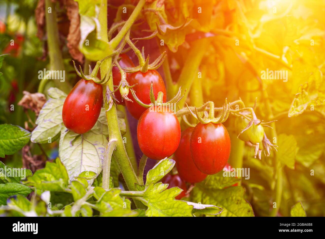Beautiful ripe Red tomatoes in the sunlight on a bush in the garden ...