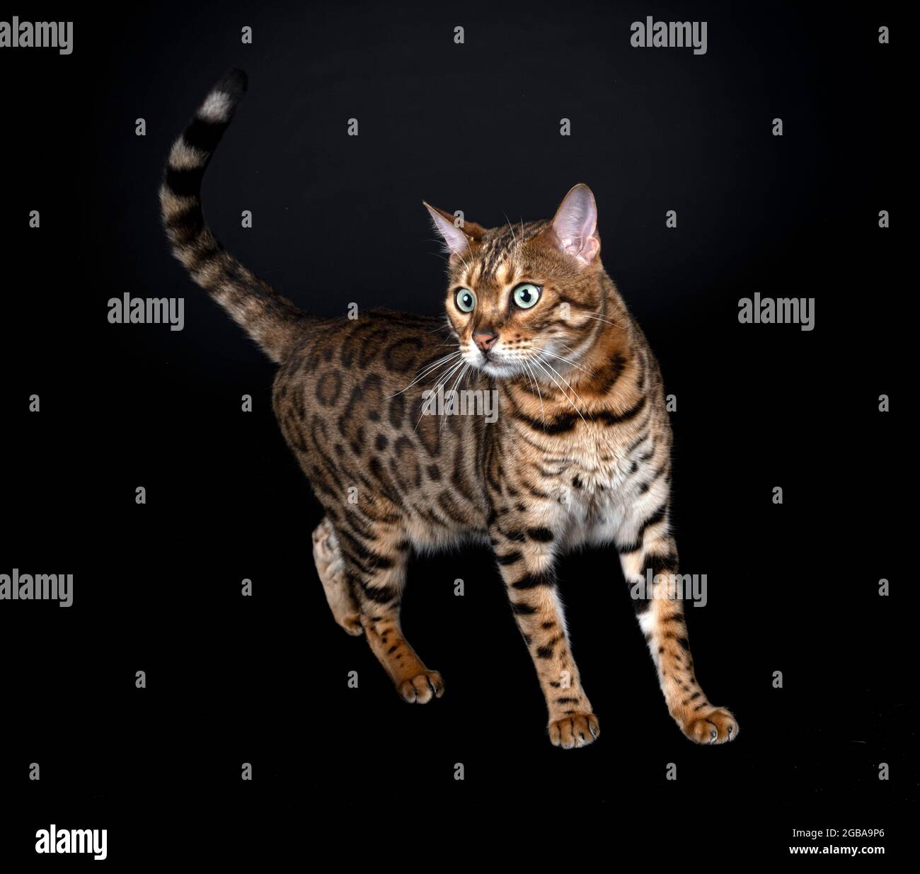 bengal cat in front of black background Stock Photo