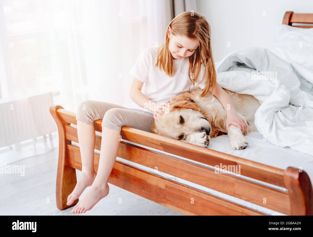 Girl with golden retriever dog in the bed Stock Photo - Alamy