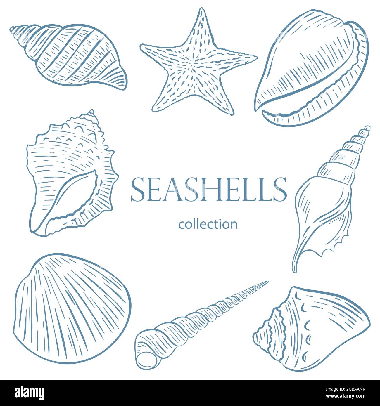 Set of sketch seashells vector illustration Stock Vector Image & Art ...