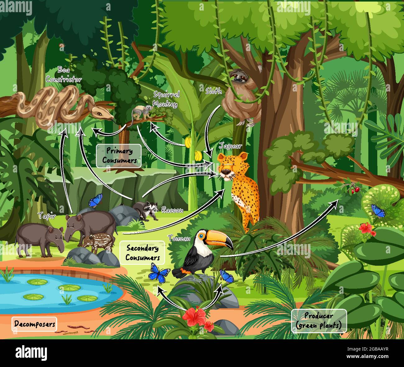 Diagram showing ecosystem in firest scene with wild animals illustration  Stock Vector Image & Art - Alamy