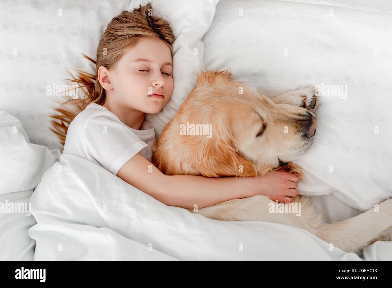Girl with golden retriever dog in the bed Stock Photo - Alamy