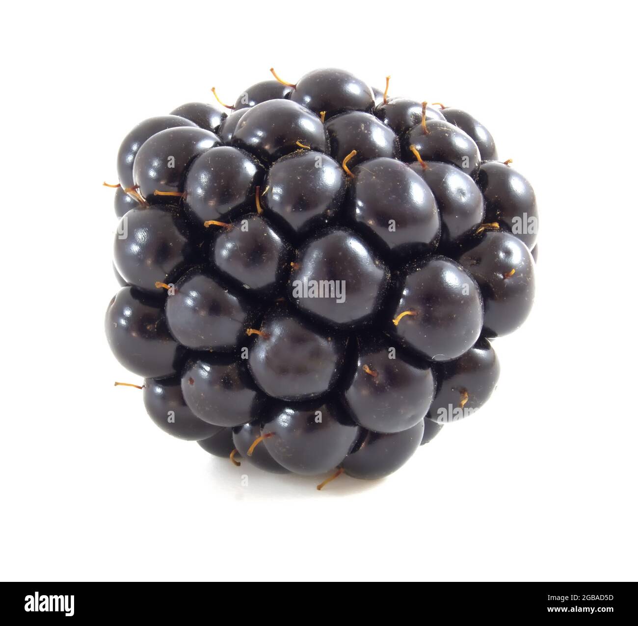 Blackberry isolated on white background. Stock Photo
