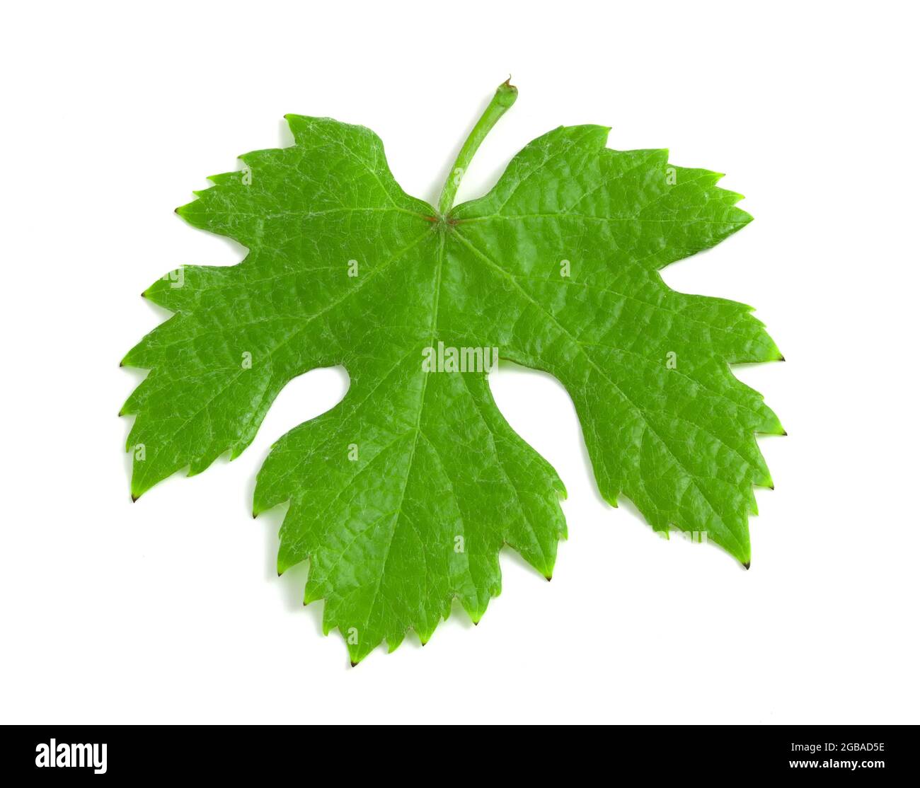 Green fresh grape leaf isolated on white background, top view Stock Photo