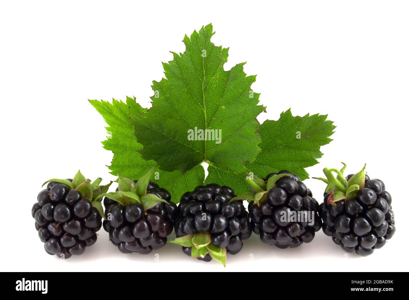 Blackberries with leaves isolated on white background Stock Photo Alamy