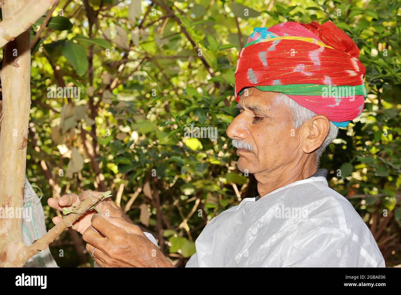 Close-up profile view of An Asian farmer standing in the garden, wearing a colorful turban and white dress, looks at a growing new guava branch Stock Photo