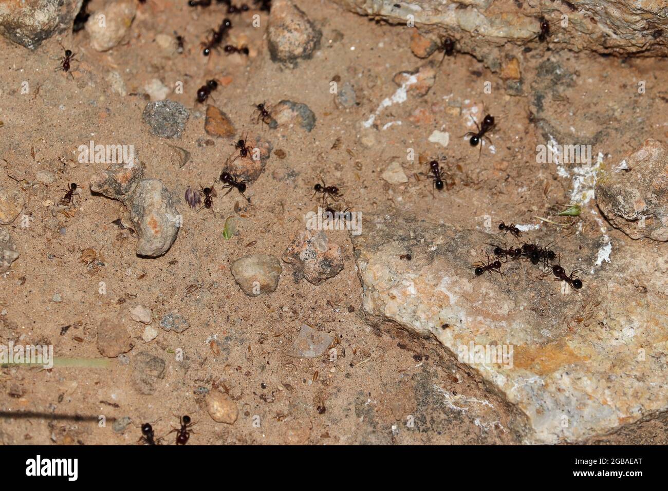 Close-up of ants moving around the anthill Stock Photo