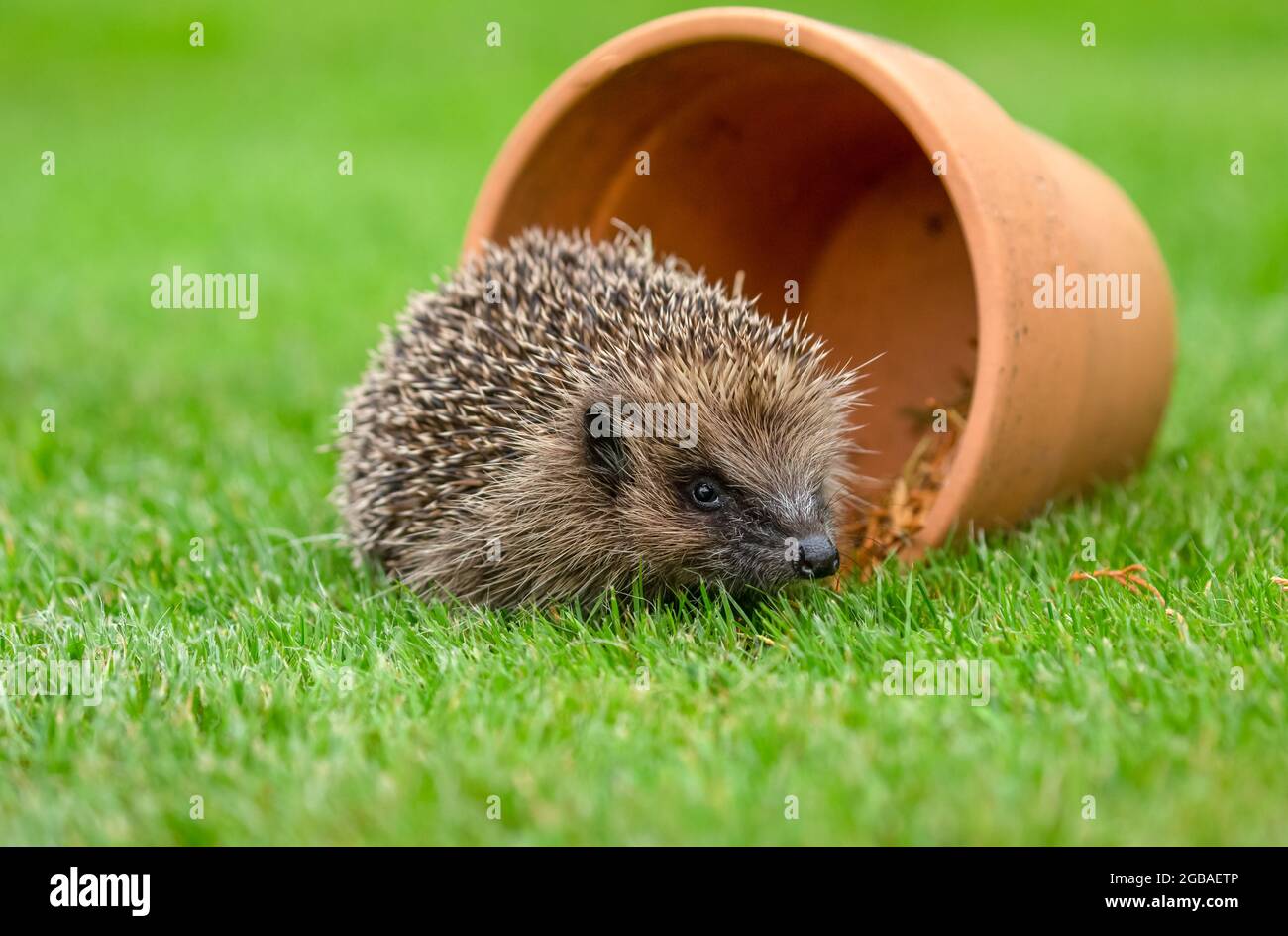 Hedgehog, Scientific name: Erinaceus Europaeus.  Wild, native, European hedgehog in natural garden habitat, with terracotta plant pot.  Facing right. Stock Photo