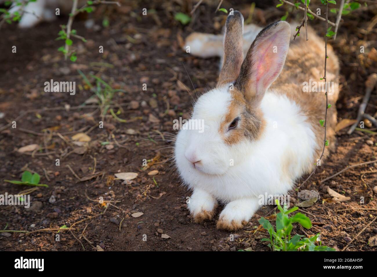 Lots of rabbits hi-res stock photography and images - Alamy