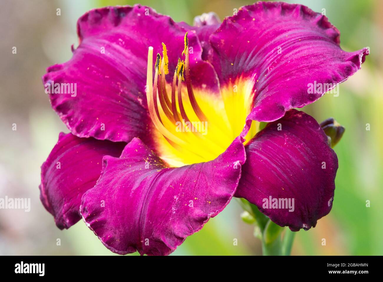 Daylily Hemerocallis 'Bela Lugosi' Daylilies Stock Photo