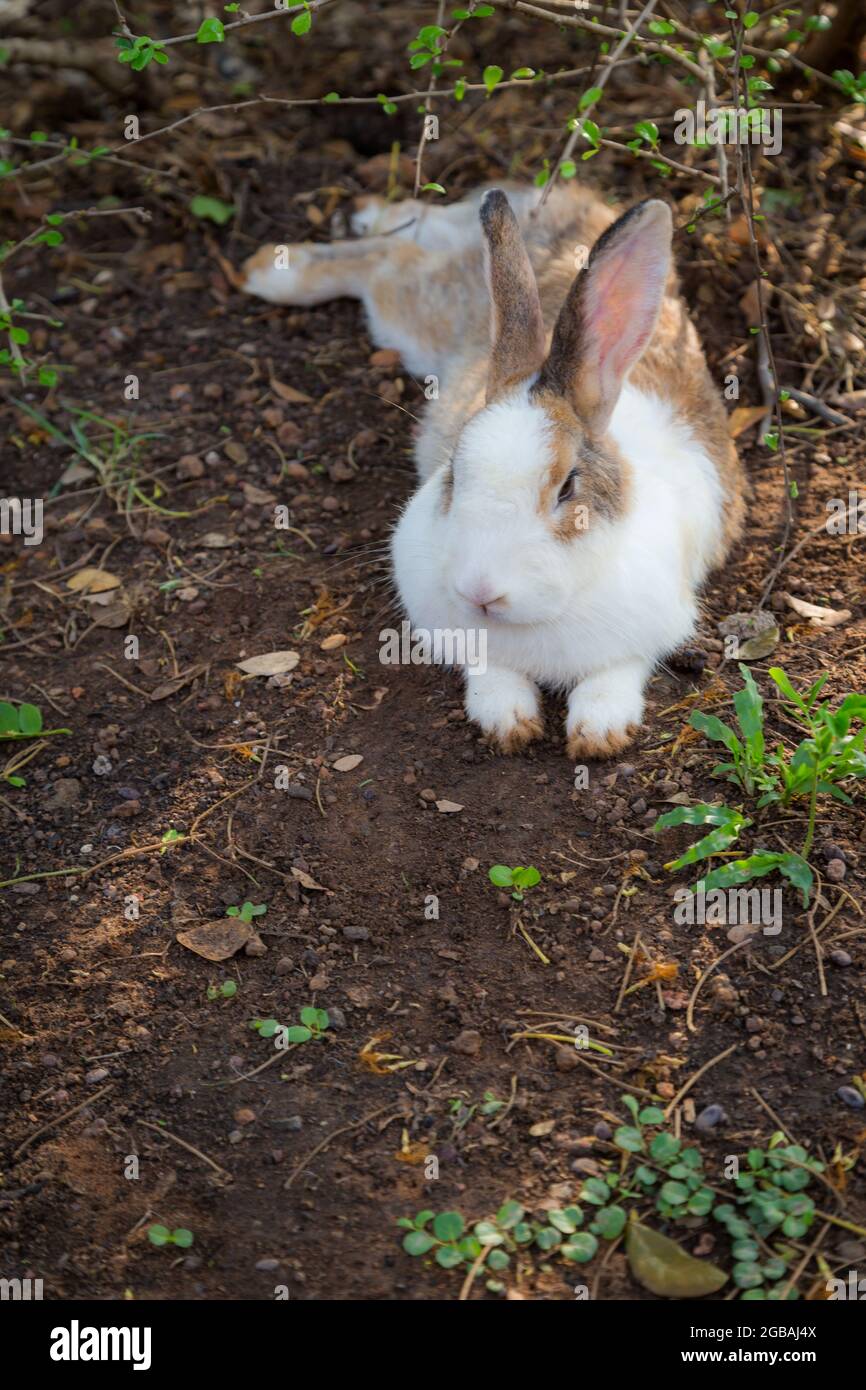 Lots of rabbits hi-res stock photography and images - Alamy