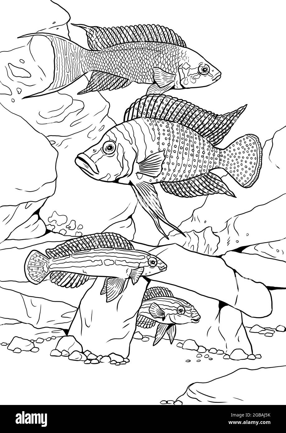 Aquarium with cichlids from the Tanganyika lake for coloring. Colorful african fish template. Coloring book for children and adults. Stock Photo