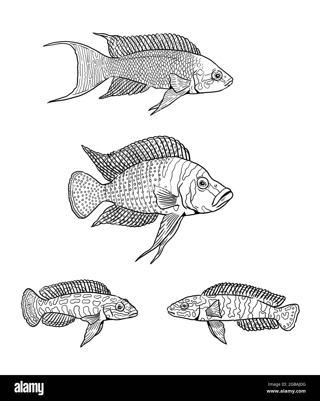 Aquarium with cichlids from the Tanganyika lake for coloring. Colorful african fish template. Coloring book for children and adults. Stock Photo