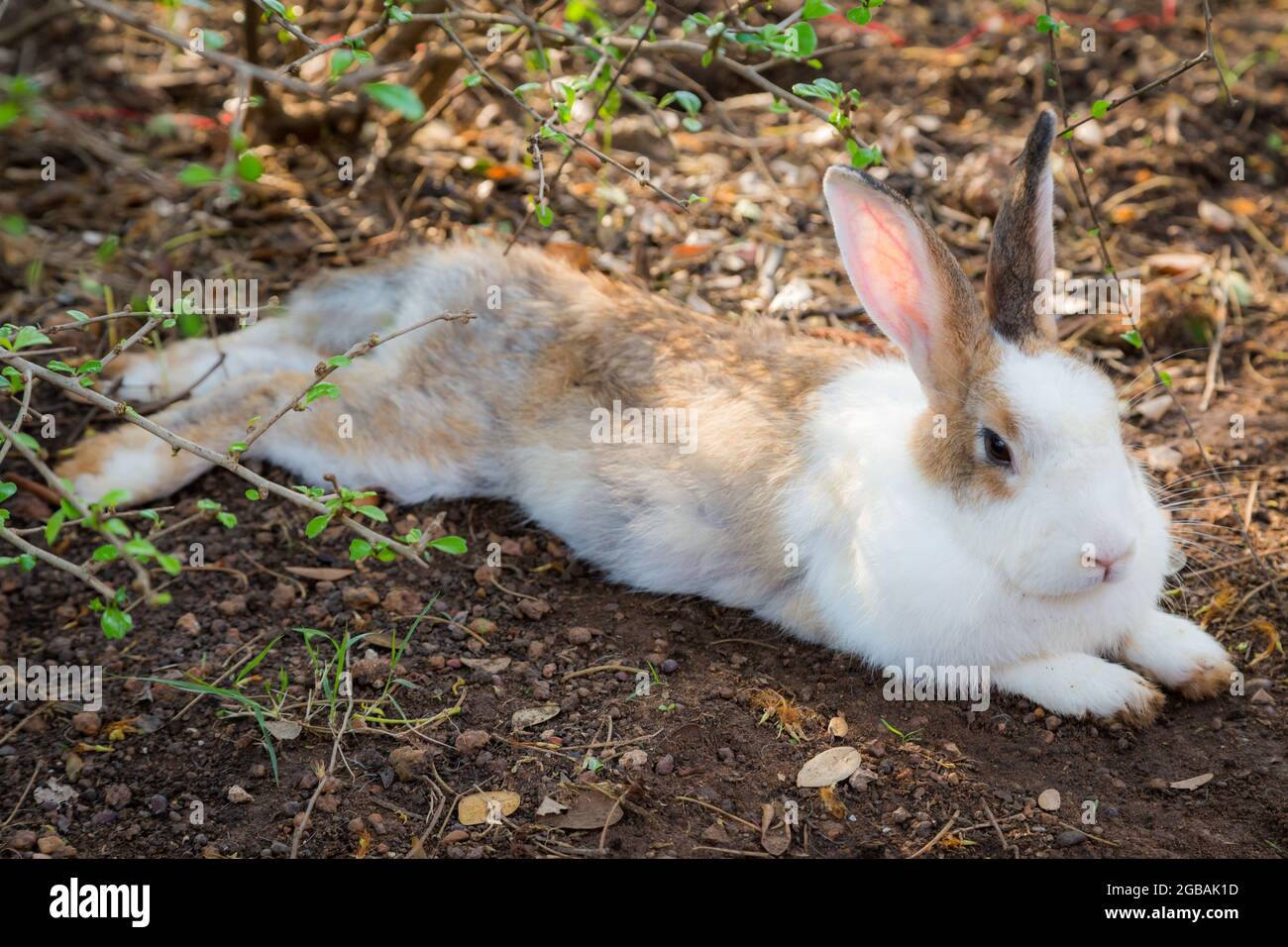 Lots of rabbits hi-res stock photography and images - Alamy