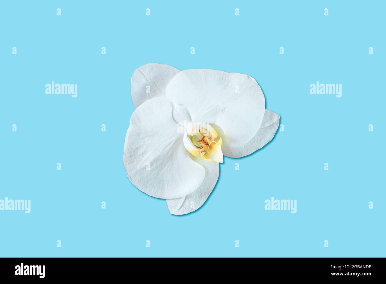 Phalaenopsis orchid isolated on blue background. Stock Photo