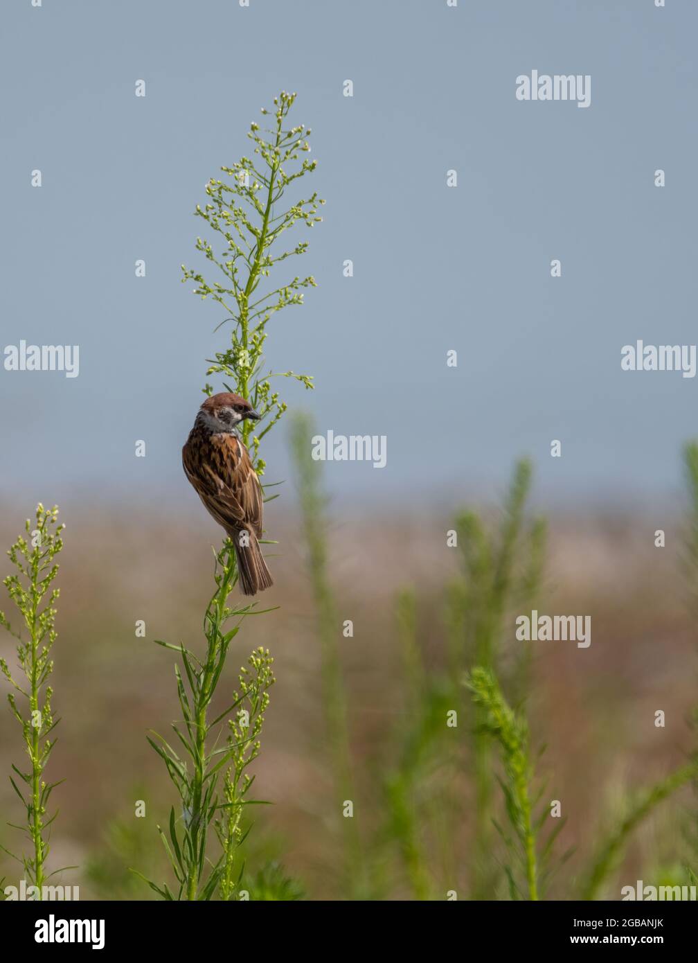 bird sits on a branch Stock Photo