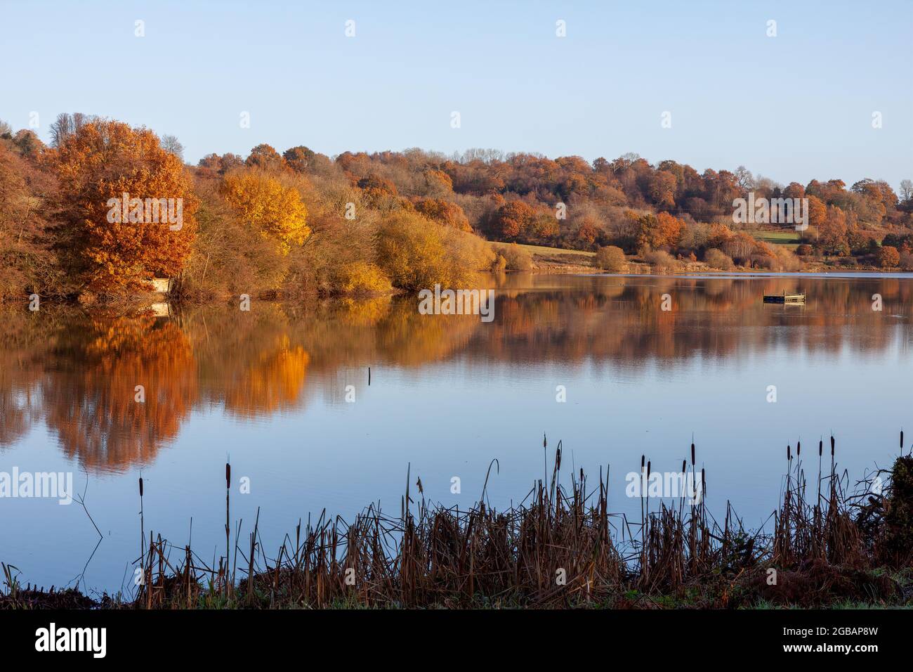 Russet colours of autumn at Weir Wood Reservoir near East Grinstead Stock Photo Alamy