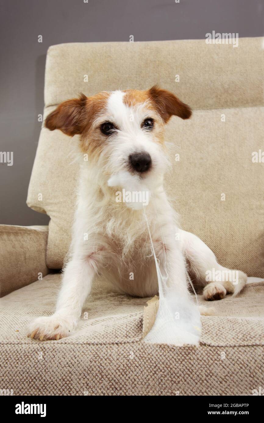 Jack russell cheap separation anxiety