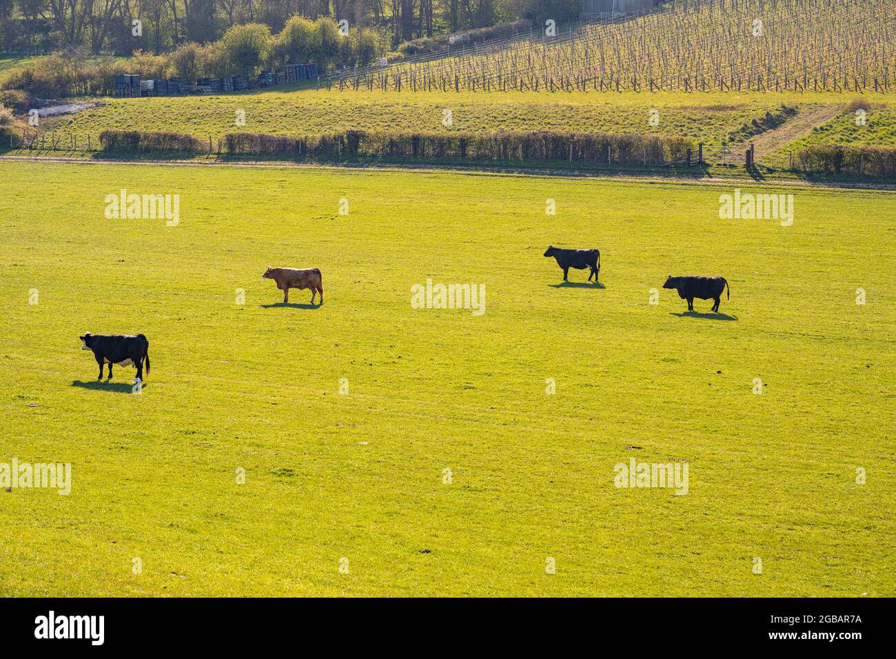 Cattle in a field with a vineyard behind at Meopham Kent Stock Photo ...