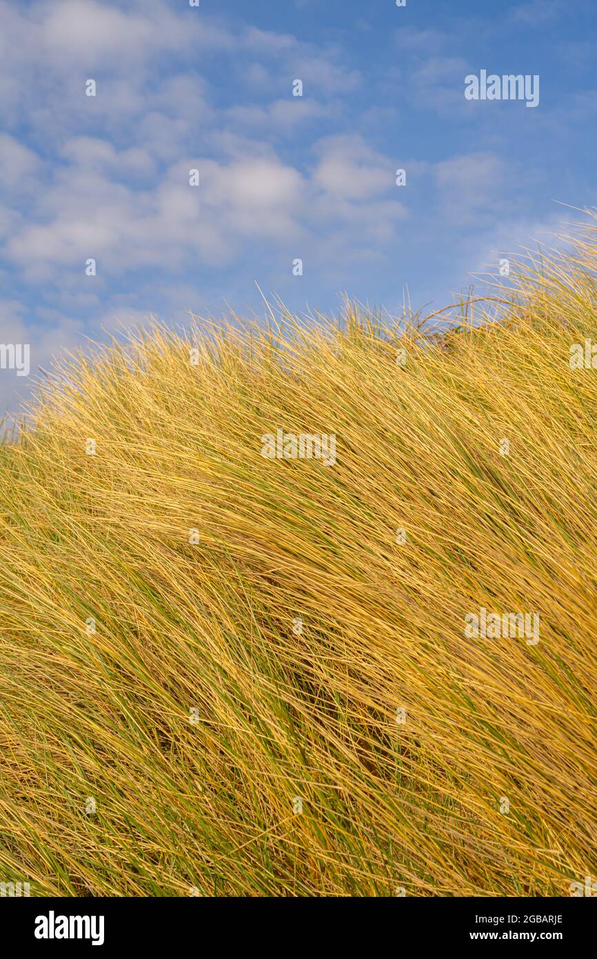 Marram Glass on a beach at Abererch  north Wales Stock Photo