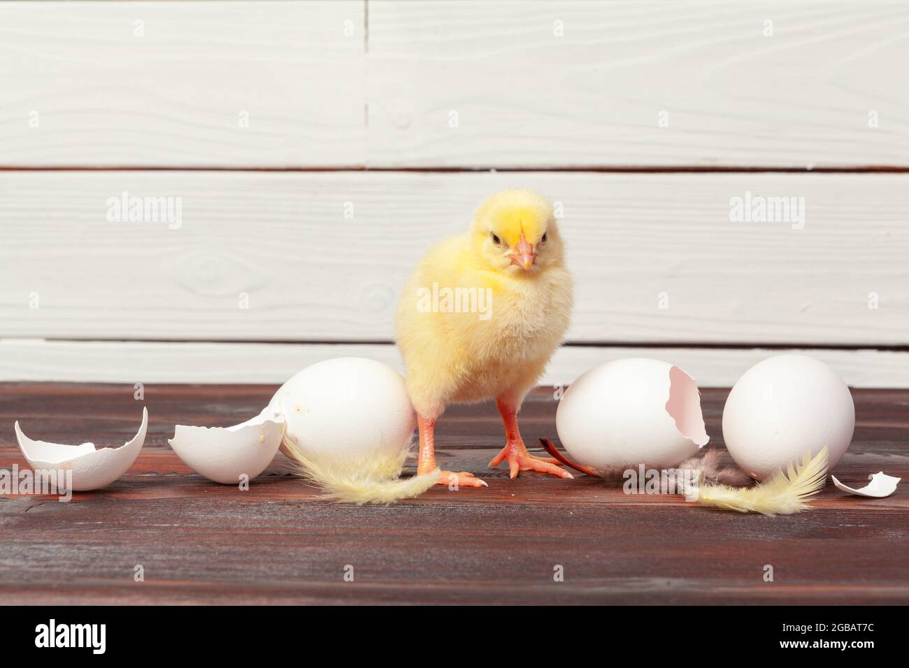 Small yellow chicks and egg shells Stock Photo