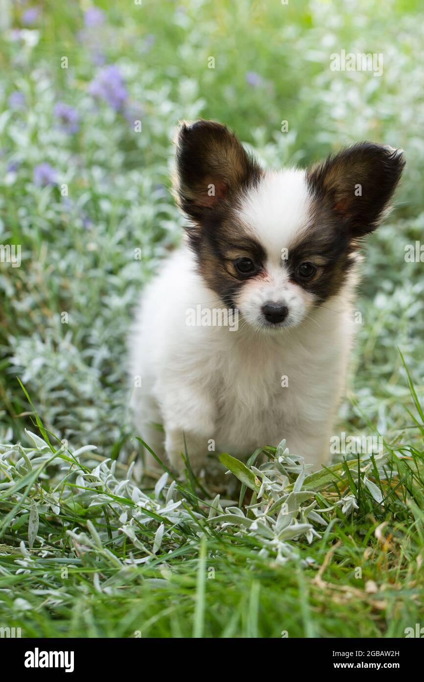 Clau papillon sale puppies