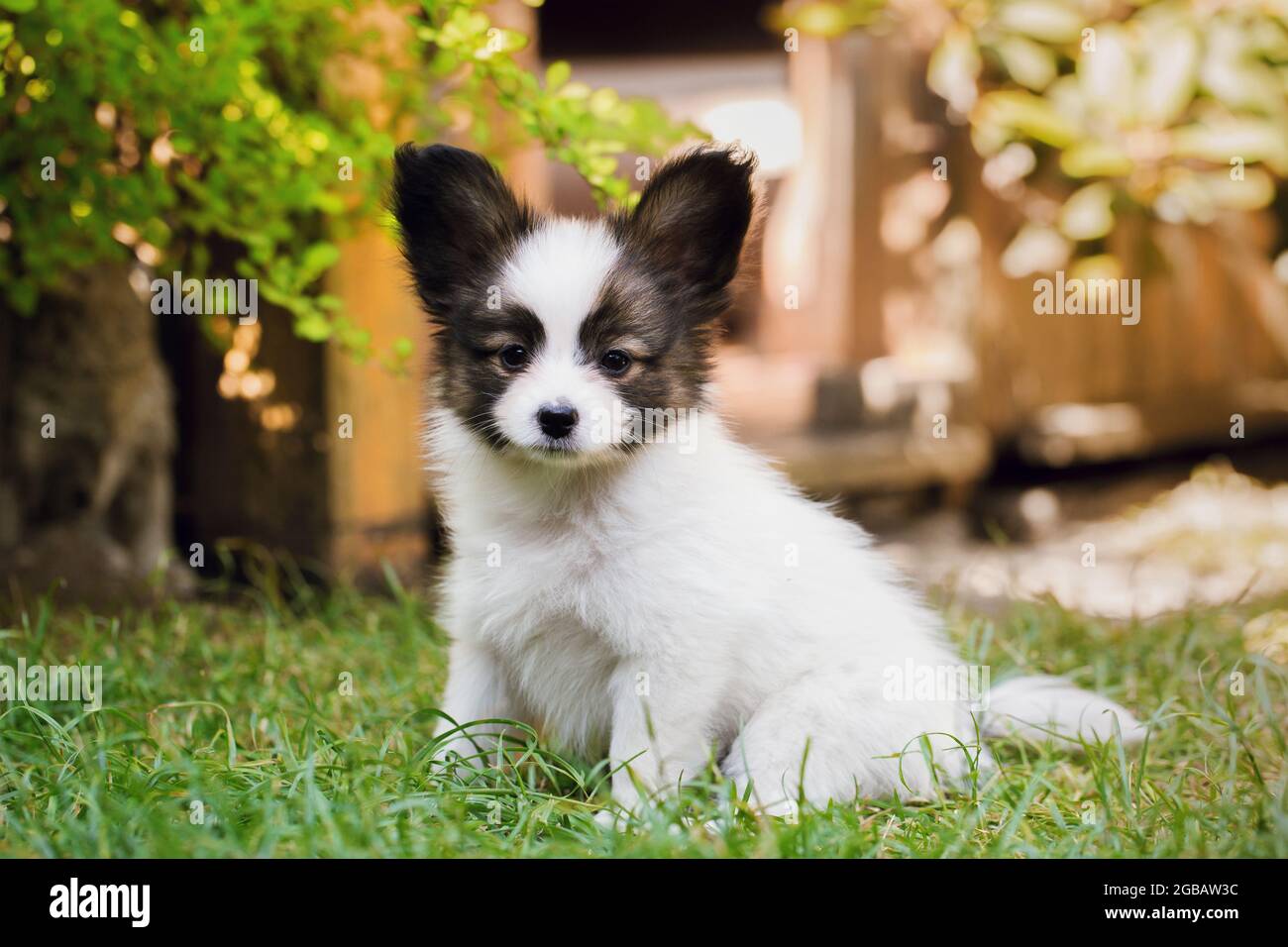 Clau papillon sale puppies
