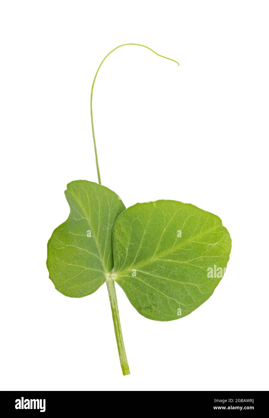 Fresh green pea leaves isolated on white background Stock Photo Alamy