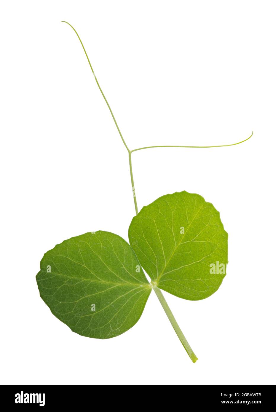 Fresh green pea leaves isolated on white background Stock Photo Alamy