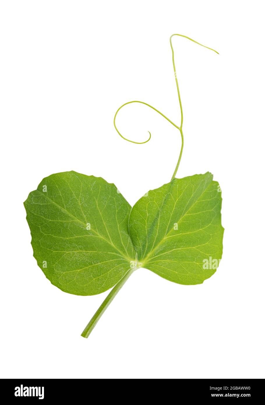 Fresh green pea leaves isolated on white background Stock Photo Alamy