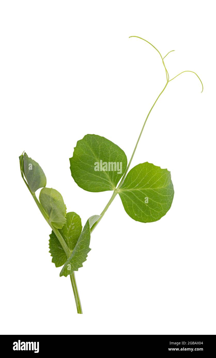 Fresh green pea leaves isolated on white background Stock Photo Alamy
