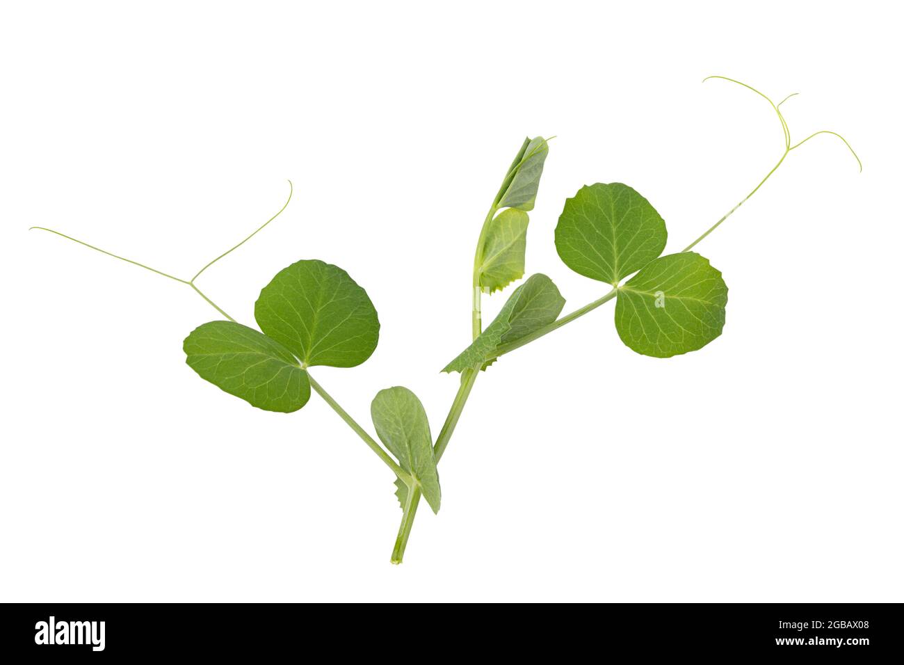 Fresh green pea leaves isolated on white background Stock Photo Alamy