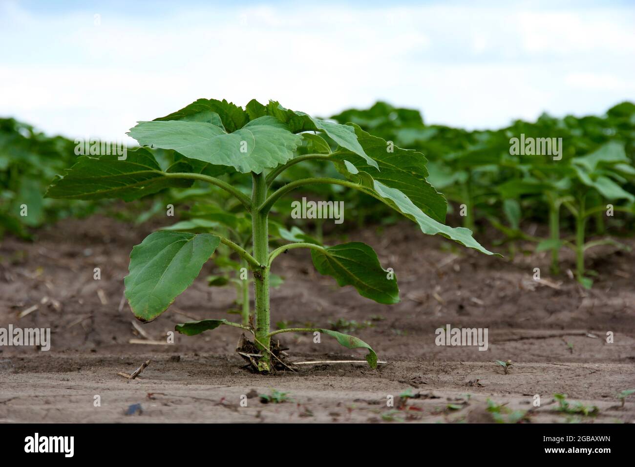 Sunflowers growing out of soil in field Stock Photo Alamy