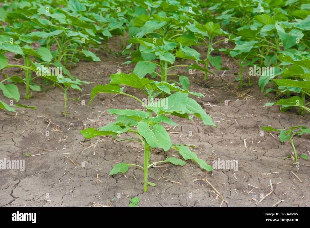 Sunflowers growing out of soil in field Stock Photo Alamy