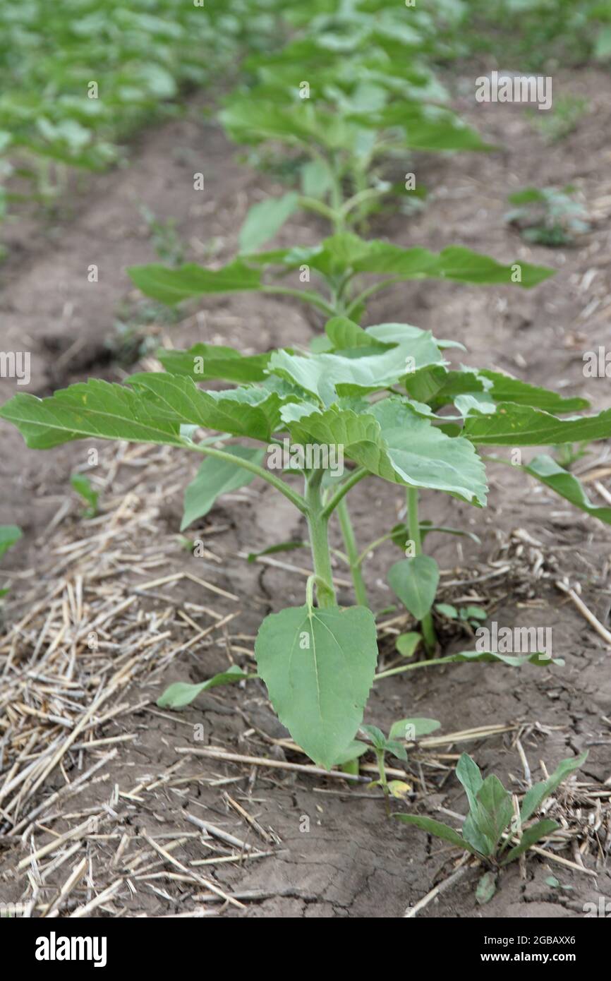 Sunflowers growing out of soil in field Stock Photo Alamy